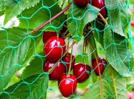 siatka-przeciwko-ptakom