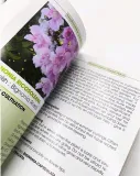 mediterranean-garden-plants-lorraine-cavanagh-s-autor-lorraine-cavanagh-s