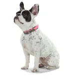 obroza-dla-psa-hunter-r-s-m-rozmiar-s-m