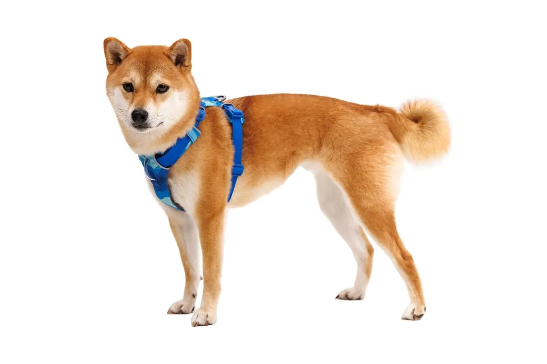 szelki-dla-psa-ruffwear-front-range-harness-s-coastal-mountains-marka-ruffwear