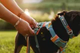 szelki-dla-psa-ruffwear-front-range-harness-s-coastal-mountains-nazwa-handlowa-ruffwear-front-range-harness