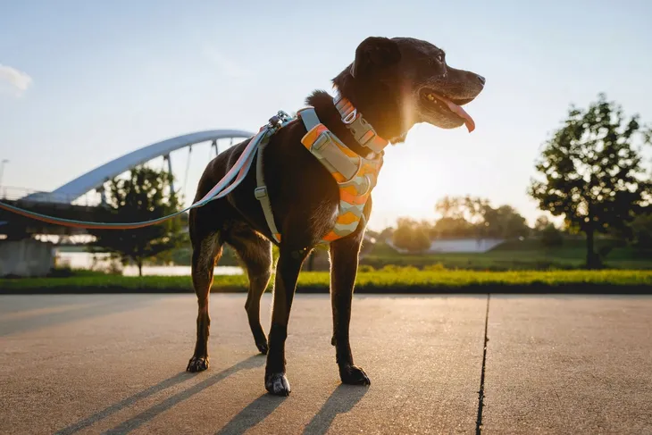 szelki-dla-psa-ruffwear-front-range-harness-s-coastal-mountains-marka-ruffwear-kolor-niebieski