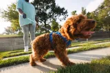 szelki-dla-psa-ruffwear-front-range-harness-s-coastal-mountains-marka-ruffwear-wielkosc-psa-maly-pies