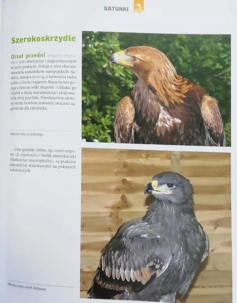 sokolnictwo-marek-cieslikowski-okladka-twarda