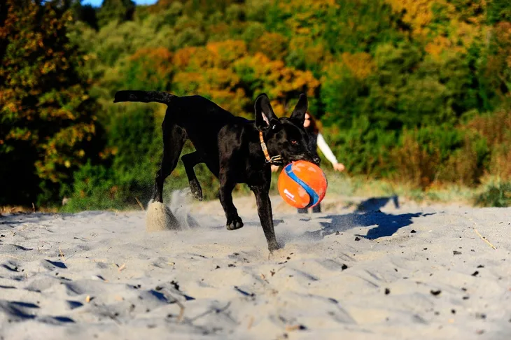 pilka-dla-psa-chuckit-18468-waga-150-g-marka-chuckit