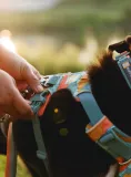 szelki-dla-psa-ruffwear-front-range-harness-xxs-spring-mountains-marka-ruffwear
