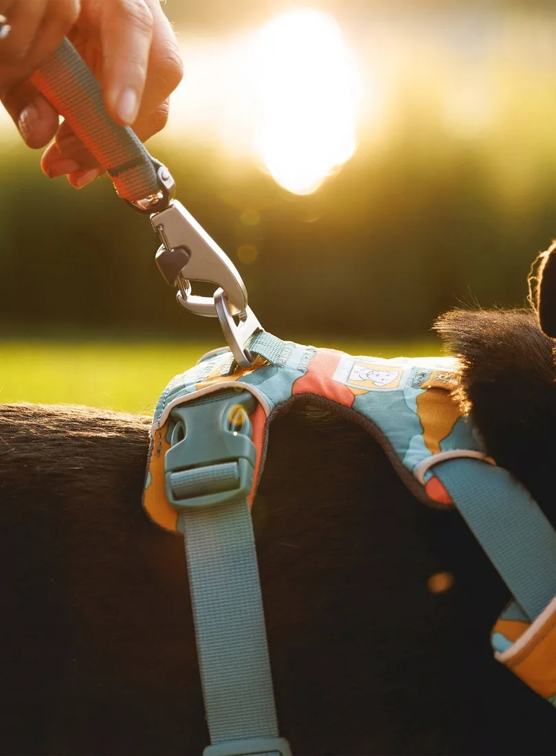 szelki-dla-psa-ruffwear-front-range-harness-xxs-spring-mountains