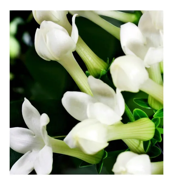 perfumy-damskie-iris-yodeyma-100ml-nuta-orientalna-waga-401-g