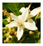 perfumy-damskie-iris-yodeyma-100ml-nuta-orientalna-rodzaj-woda-perfumowana