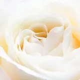 perfumy-yodeyma-nicolas-white-100-ml-waga-z-opakowaniem-0-403-kg