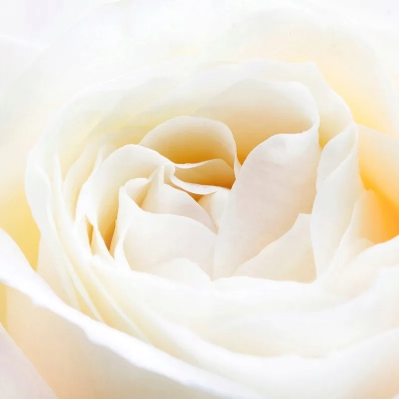 perfumy-yodeyma-nicolas-white-100-ml-marka-yodeyma