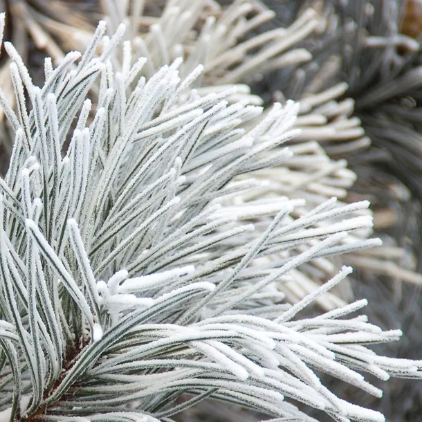 perfumy-yodeyma-nicolas-white-100-ml-kod-producenta-8436022350496