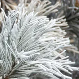 perfumy-yodeyma-nicolas-white-100-ml-kod-producenta-8436022350496