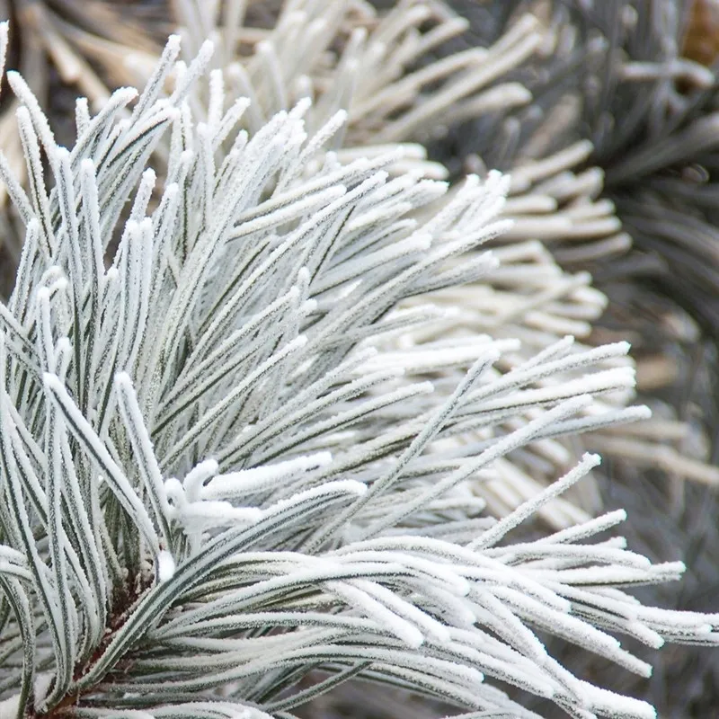 perfumy-yodeyma-nicolas-white-100-ml