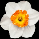 perfumy-yodeyma-houston-100-ml-waga-250-g