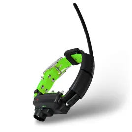 dog-trace-igp-tropienie-posluszenstwo-obrona-trening-uniwersalny