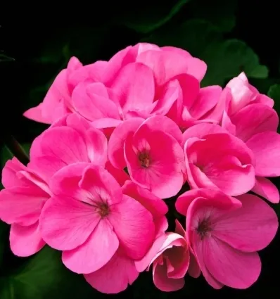 root-perfumy-meskie-yodeyma-100-ml-marka-yodeyma-grupa-zapachowa-orientalna