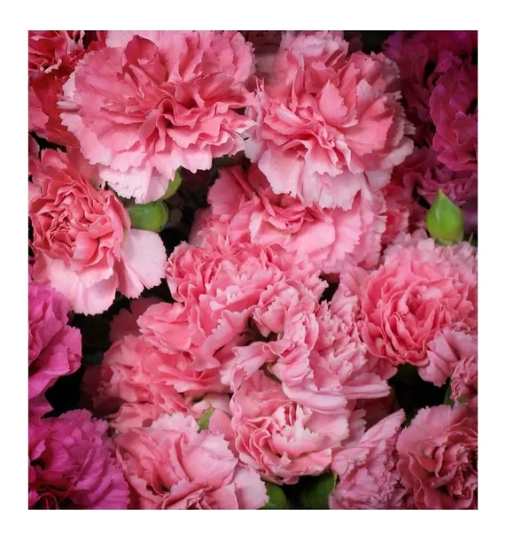 root-perfumy-meskie-yodeyma-100-ml-marka-yodeyma-kod-producenta-8436022366718