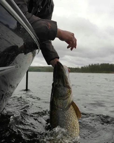 waga-elektroniczna-rapala-kod-producenta-ra0117002