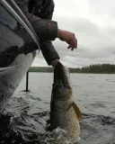 waga-elektroniczna-rapala-kod-producenta-ra0117002