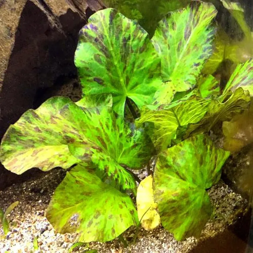 fluval-szczypce-do-pielegnacji-roslin-multi-tool