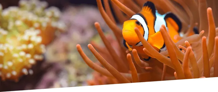 test-colombo-marine-iron-fe-waga-z-opakowaniem-0-2-kg