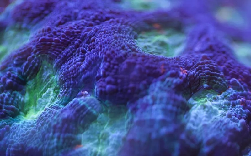 af-rock-shelf-10kg-dlugosc-1-cm