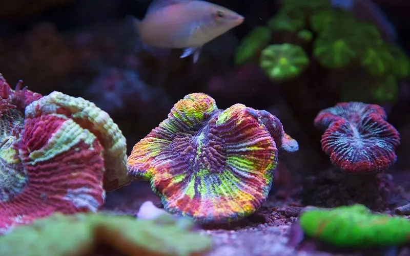 af-rock-shelf-10kg-dlugosc-1-cm