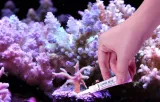 maxspect-coral-glue-5g-kpl-marka-maxspect