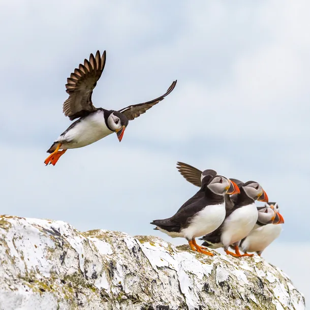 karta-integral-cfast-2-0-512-gb-producent-integral