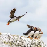 karta-integral-cfast-2-0-512-gb-producent-integral