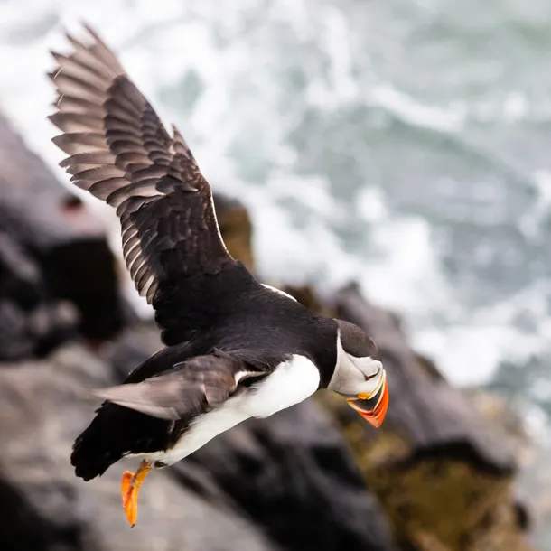 karta-integral-cfast-2-0-512-gb-waga-z-opakowaniem-0-03-kg-kod-producenta-incfa512g-550-540