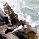 karta-integral-cfast-2-0-512-gb-waga-z-opakowaniem-0-03-kg-kod-producenta-incfa512g-550-540