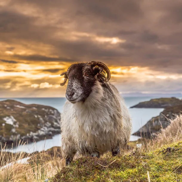 karta-integral-cfast-2-0-512-gb-waga-z-opakowaniem-0-03-kg-model-cfast