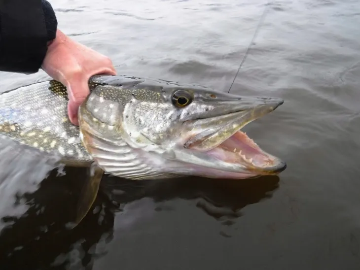 rapala-shad-rap-9cm-15g-floating-silver-fluo-chart-przeznaczenie-szczupaki