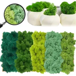 zestaw-konserwowego-mchu-5-kolorow-200-g-do-zdjec-rekodziela-i-dekoracji