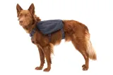plecak-dla-psa-ruffwear-front-range-day-pack-basalt-gray-s-cechy-dodatkowe-elementy-odblaskowe