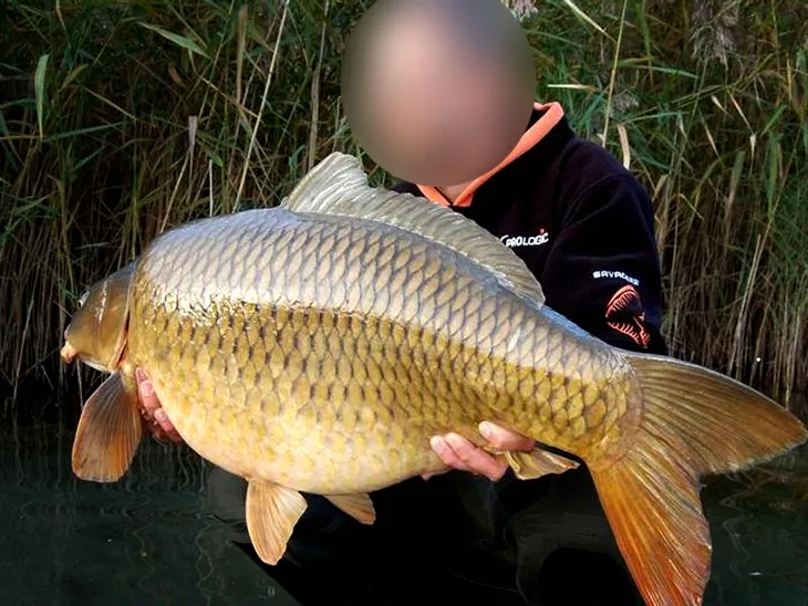 prologic-buzzer-bar-black-model-buzzer-bar-black