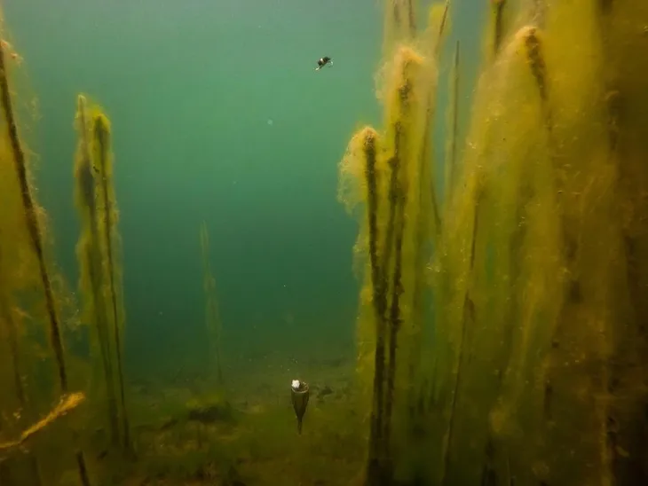 splawik-do-zig-riga-fox-edges-float-kit-marka-fox-liczba-sztuk-1-szt