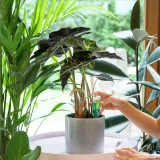 odzywka-do-roslin-domowych-30ml-compo-rodzaj-nawozu-wieloskladnikowy