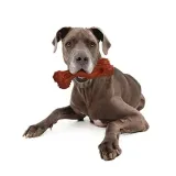 gryzak-dla-psa-nylabone-marka-nylabone