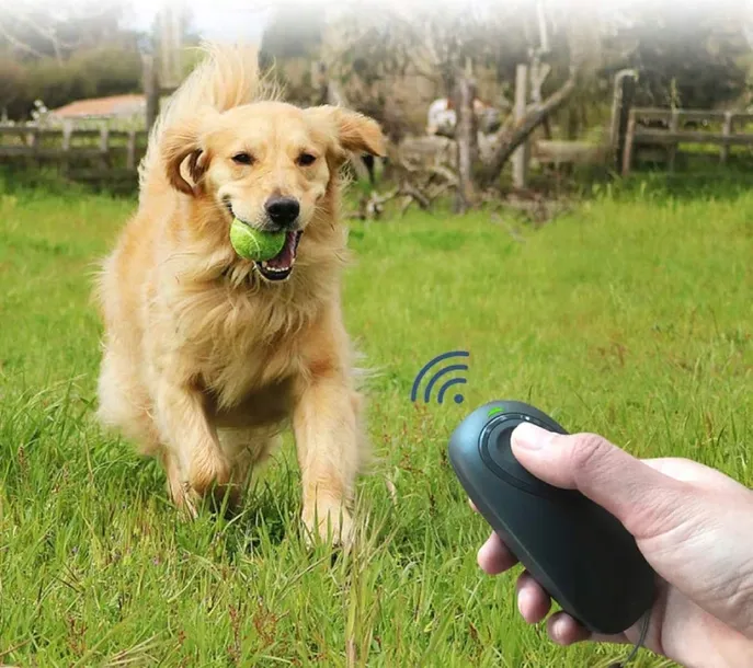 odstraszacz-przeciwko-psom-zastosowanie-psom