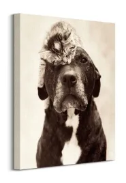 plakat-rachael-hale-loki-s-kitten-bez-ramy-40-x-50-cm