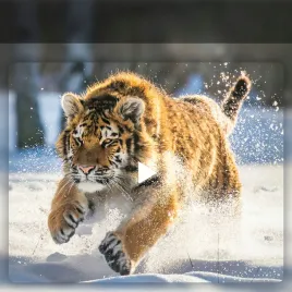 fotopulapka-ir-940nm-fotopulapka-kamera-lesna-kamera-mysliwska-full-hd-36mp