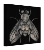 goodman-barry-mucha-obraz-na-plotnie-30x30-cm