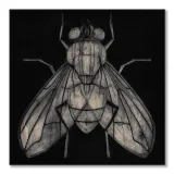 goodman-barry-mucha-obraz-na-plotnie-30x30-cm-material-wykonania-plotno