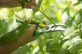 sekator-opinel-green-6-cm-buk-stal-nierdzewna-20-mm-waga-narzedzia-0-2-kg