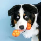 gryzak-dla-psa-nylabone-strong-chew-sneaky-snacker-kod-producenta-nb-55330