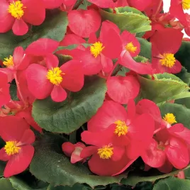 begonia-semperflorens-ambassador-rose-rozowa-do-donicy