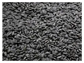 slonecznik-czarny-nieluskany-champi-karma-dla-papug-45-kg